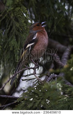 Finch Fringilla Coelebs Bird On Tree