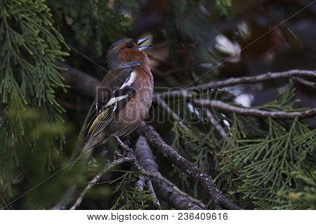 Finch Fringilla Coelebs Bird On Tree