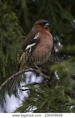 Finch Fringilla Coelebs Bird On Tree