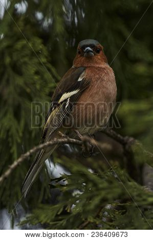 Finch Fringilla Coelebs Bird On Tree