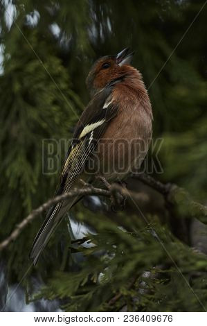 Finch Fringilla Coelebs Bird On Tree