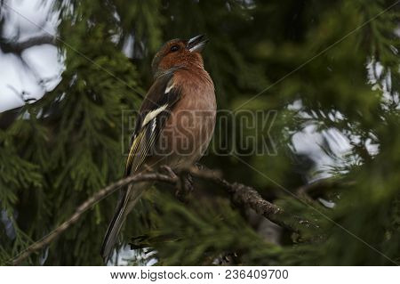 Finch Fringilla Coelebs Bird On Tree