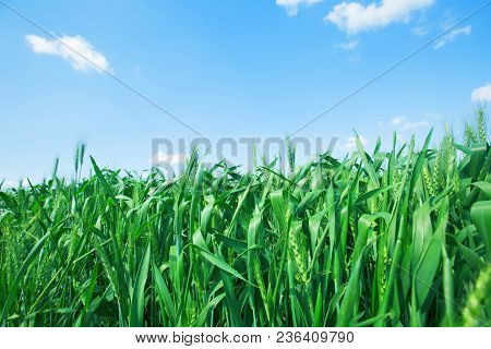 Photo From Below Green Wheat Ears Against The Blue Sky With A Bright Summer Sun. Photo Close-up From