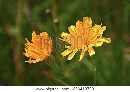Yellow Meadow Flowers Crepis Tectorum On A Dark Background Close-up