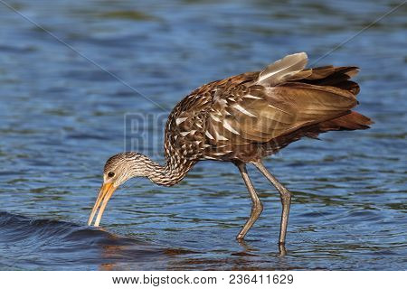 A Limpkin, Aramus Guarauna Searches For Mussels In A Florida Bay