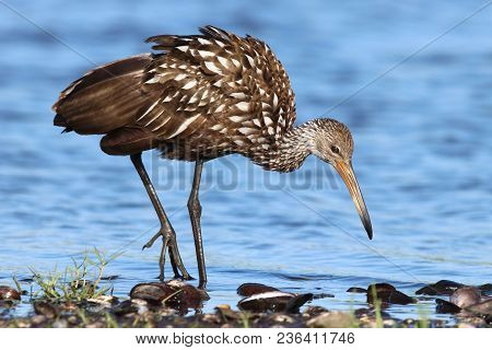A Limpkin, Aramus Guarauna Searches For Mussels In A Florida Bay