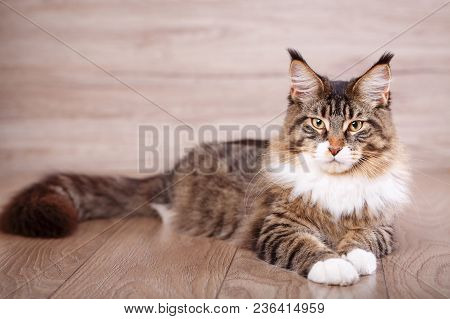 Maine Coon Cat On Wooden Floor In Bedroom. Background With Copy Space. Adorable Cat Background.