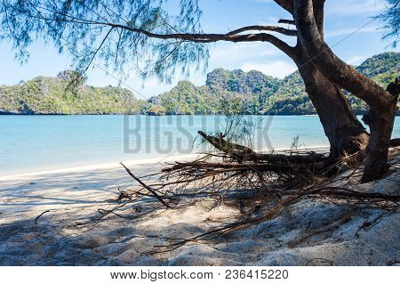 Tree With Aerial Roots On The Beautiful Tropical Beach In Island In Ocean