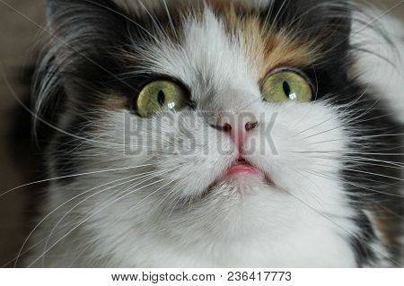 The Cat Is Infected, Pus Eyes, Stomatitis