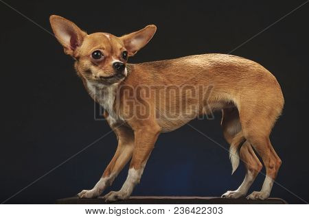 Chihuahualittle Dog Breed Hua Hua Tea Dark Grey Blue Background