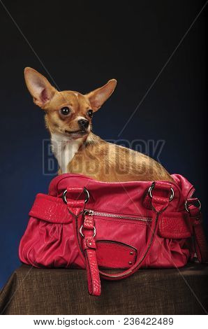 Chihuahualittle Dog Breed Hua Hua Tea Dark Grey Blue Background
