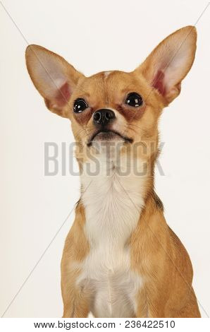 Chihuahualittle Dog Breed Hua Hua Tea Light White Background