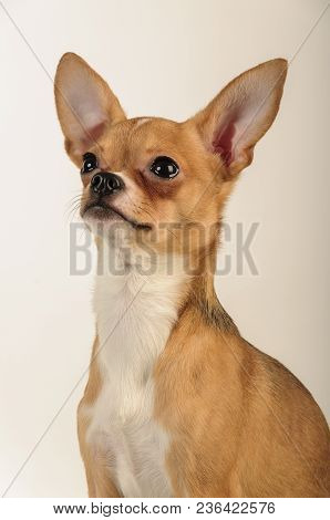Chihuahualittle Dog Breed Hua Hua Tea Light White Background