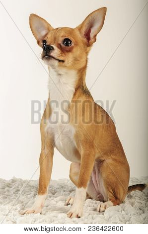 Chihuahualittle Dog Breed Hua Hua Tea Light White Background