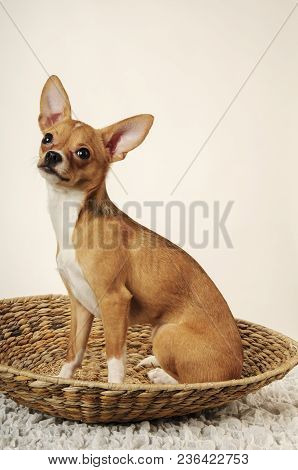 Chihuahualittle Dog Breed Hua Hua Tea Light White Background