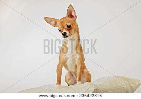 Chihuahualittle Dog Breed Hua Hua Tea Light White Background