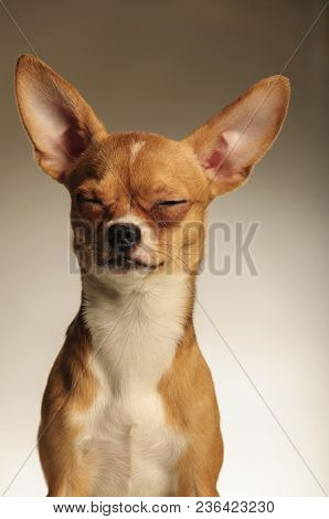Chihuahualittle Dog Breed Hua Hua Tea Light White Background