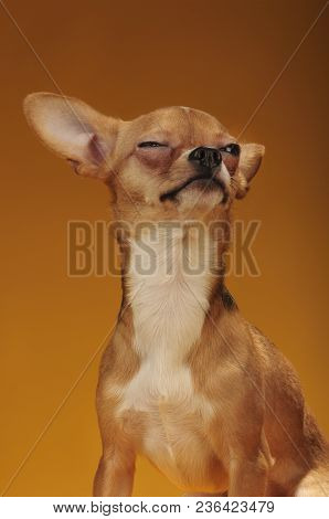 Chihuahualittle Dog Breed Hua Hua Tea Yellow Background
