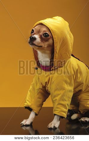 Chihuahualittle Dog Breed Hua Hua Tea Yellow Background In Yellow Clothes