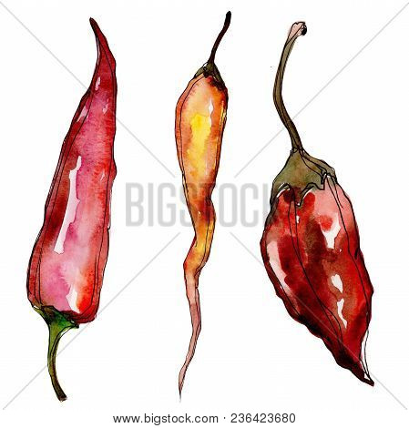 Pepper Wild Vegetables In A Watercolor Style Isolated. Full Name Of The Vegetables: Pepper . Aquarel