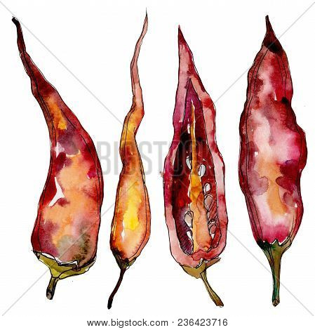 Pepper Wild Vegetables In A Watercolor Style Isolated. Full Name Of The Vegetables: Pepper . Aquarel