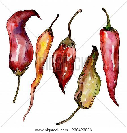 Pepper Wild Vegetables In A Watercolor Style Isolated. Full Name Of The Vegetables: Pepper . Aquarel