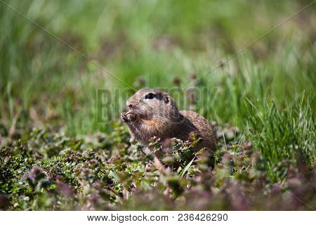 cute ground squirrel portrait