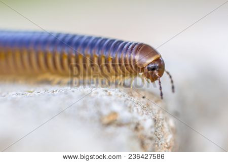 Millipede Head Close Up With Blurred Background