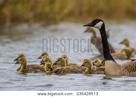 Canada Goose (branta Canadensis) With Chicks Alert For Danger