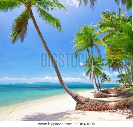 spiaggia tropicale con palme da cocco. Bang Po beach, koh Samui, Thailandia