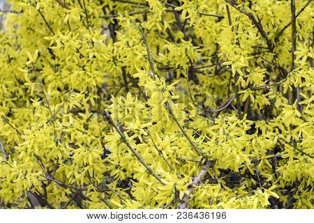 Blooming Forsythia. Shrub Of Yellow Flame (forsythia Europaea)