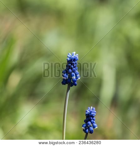 Blue Flower Of Grape Hyacinth (muscari Neglectum)