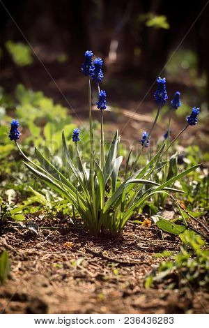 Blue Flower Of Grape Hyacinth (muscari Neglectum)