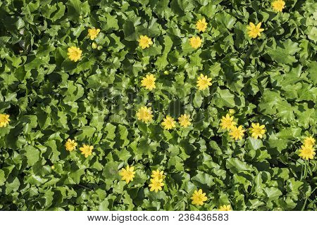 Live Carpet Of Green Leaves And Yellow Spring Pilewort (ficaria Verna)