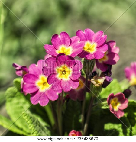 The Pink Spring Primrose Flowers (primula Vulgaris)
