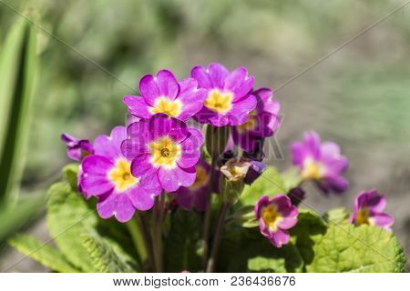 The Purple Spring Primrose Flowers (primula Vulgaris)