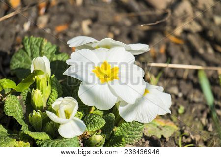 Acaulescent Spring White Primrose Flowers (primula Acaulis)