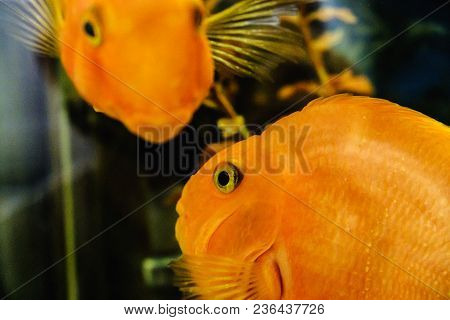Beautiful Fish In The Aquarium,goldfish, Aquarium, A Fish On The Background Of Aquatic Plants