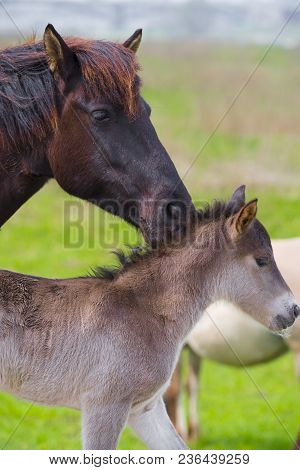 Przewalski Horses In The Flood Plains Of The Waal River In The Netherlands