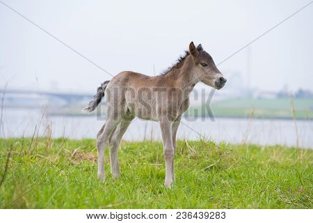 Przewalski Horses In The Flood Plains Of The Waal River In The Netherlands