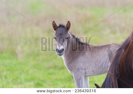 Przewalski Horses In The Flood Plains Of The Waal River In The Netherlands