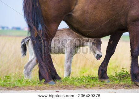 Przewalski Horses In The Flood Plains Of The Waal River In The Netherlands
