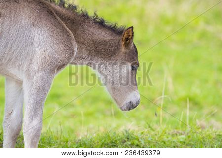 Przewalski Horses In The Flood Plains Of The Waal River In The Netherlands