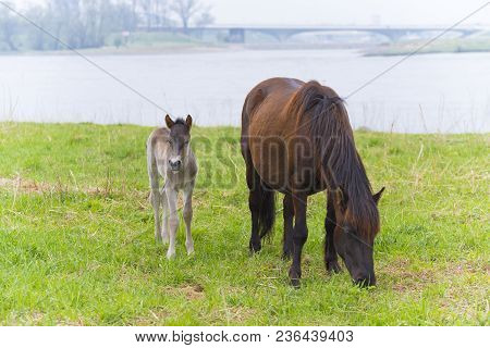 Przewalski Horses In The Flood Plains Of The Waal River In The Netherlands