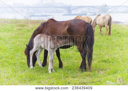 Przewalski Horses In The Flood Plains Of The Waal River In The Netherlands