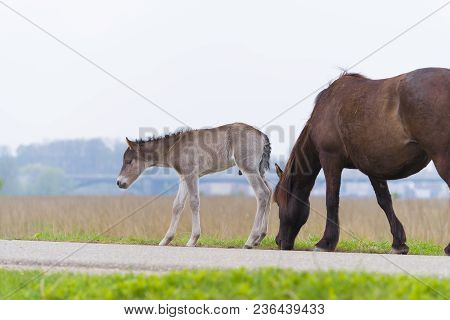 Przewalski Horses In The Flood Plains Of The Waal River In The Netherlands