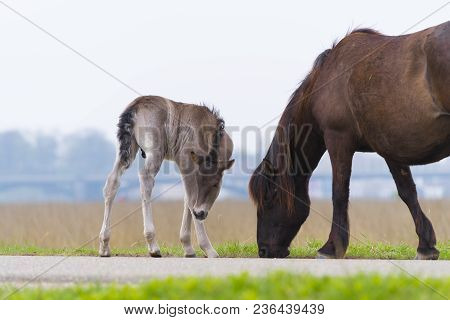 Przewalski Horses In The Flood Plains Of The Waal River In The Netherlands