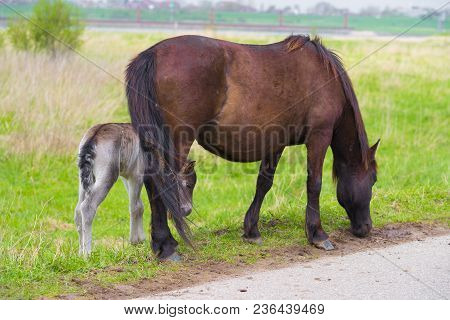 Przewalski Horses In The Flood Plains Of The Waal River In The Netherlands