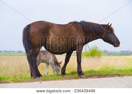 Przewalski Horses In The Flood Plains Of The Waal River In The Netherlands