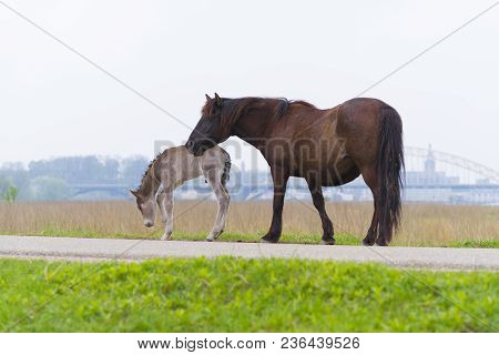 Przewalski Horses In The Flood Plains Of The Waal River In The Netherlands